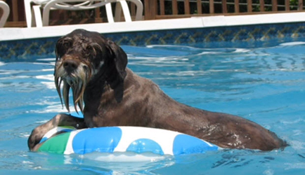 can mini schnauzers swim